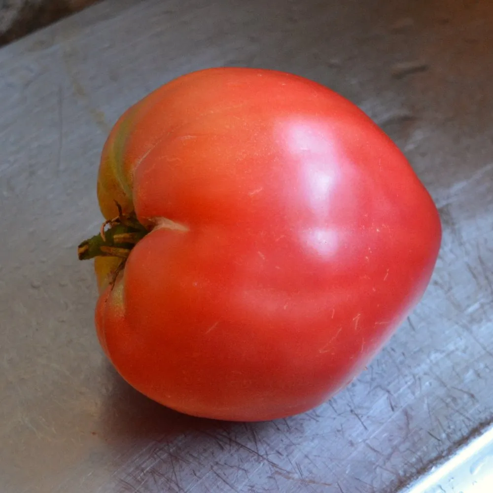 L'image montre une grosse tomate Coeur de Boeuf Rose, elle est superbe!