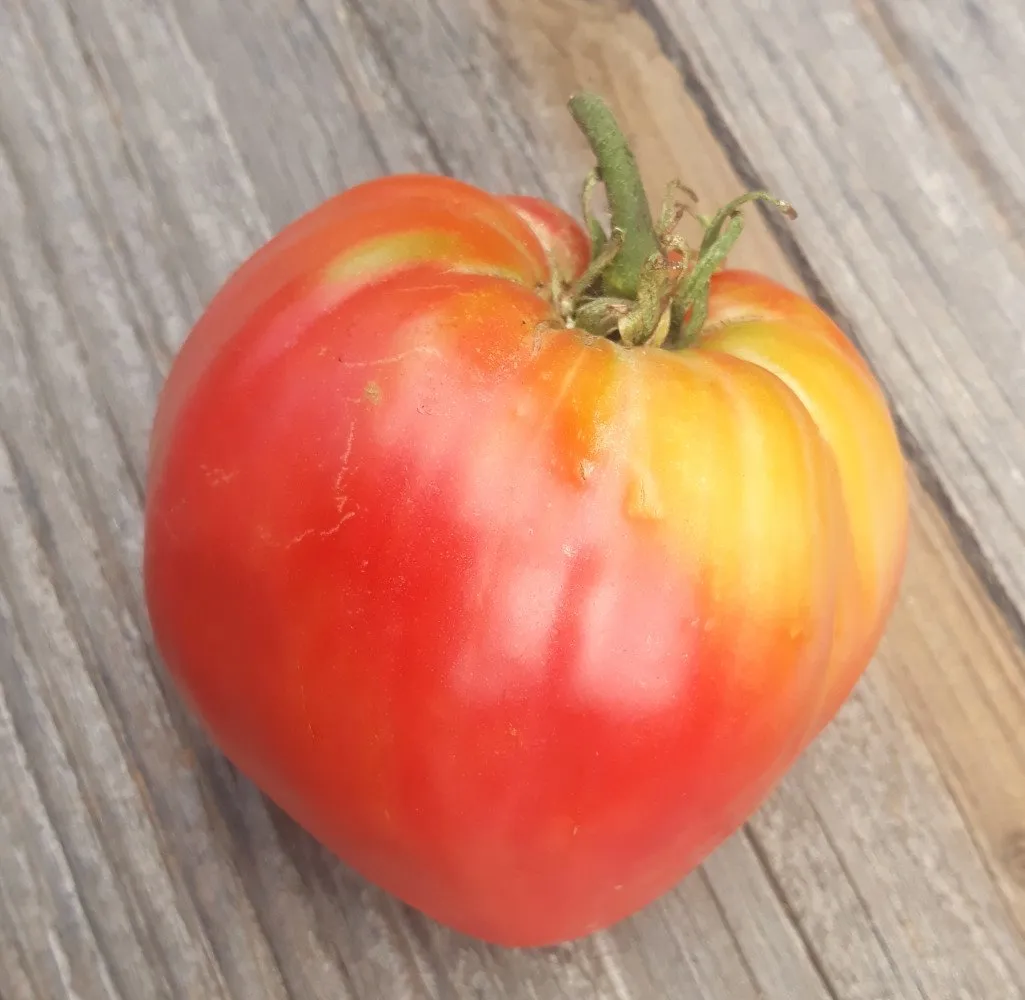 L'image montre une grosse tomate Coeur de Boeuf Rose sur un bout de bois de type planche