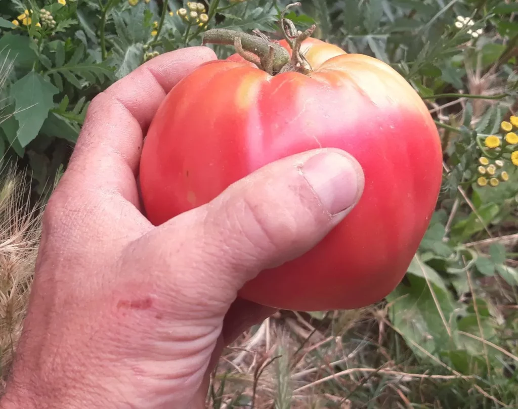 L'image montre une main qui tient une grosse tomate rose