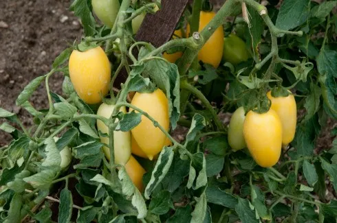 Graines biologiques reproductibles de Tomate "Cream Sausage" - Pensez Sauvage