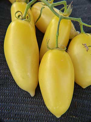 Graines biologiques reproductibles de Tomate "Cream Sausage" - Pensez Sauvage