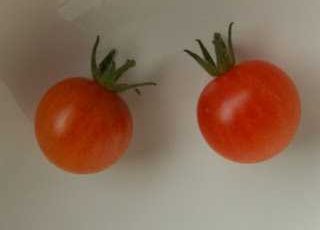 Graines biologiques reproductibles de Tomate "Cuatomate" - Pensez Sauvage