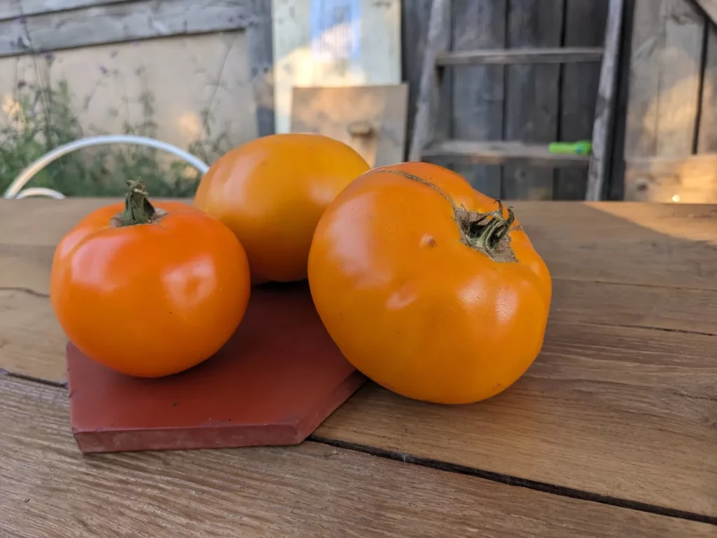 L'image montre trois tomates oranges posées sur une surface en bois. Les tomates sont de taille moyenne, avec une forme ronde et régulière. Elles ont une couleur orange vif et une peau lisse sans imperfections visibles. Une des tomates a encore son pédoncule vert attaché. L'arrière-plan de l'image semble être flou, mettant ainsi l'accent sur les tomates au premier plan.