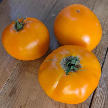 L'image montre trois tomates de couleur orange posées sur une surface en bois. Les tomates sont rondes et ont une teinte uniforme, avec quelques petites imperfections naturelles sur leur peau. Deux des tomates ont encore leur pédoncule vert attaché. Ces tomates semblent être de la variété Dad's Sunset, connue pour leur couleur vive et leur saveur douce.