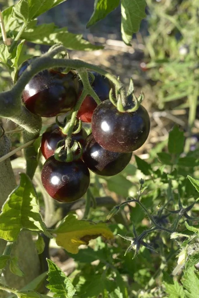 Graines biologiques reproductibles de Tomate "Dancing with smurfs" - Pensez Sauvage