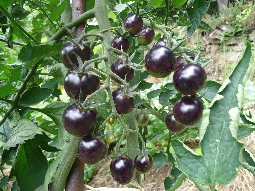 Graines biologiques reproductibles de Tomate "Dancing with smurfs" - Pensez Sauvage