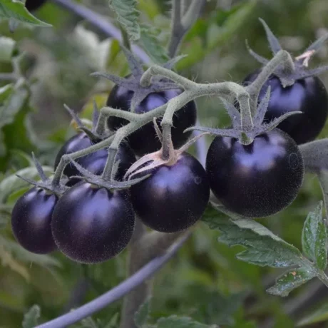 Graines biologiques reproductibles de Tomate "Dancing with smurfs" - Pensez Sauvage