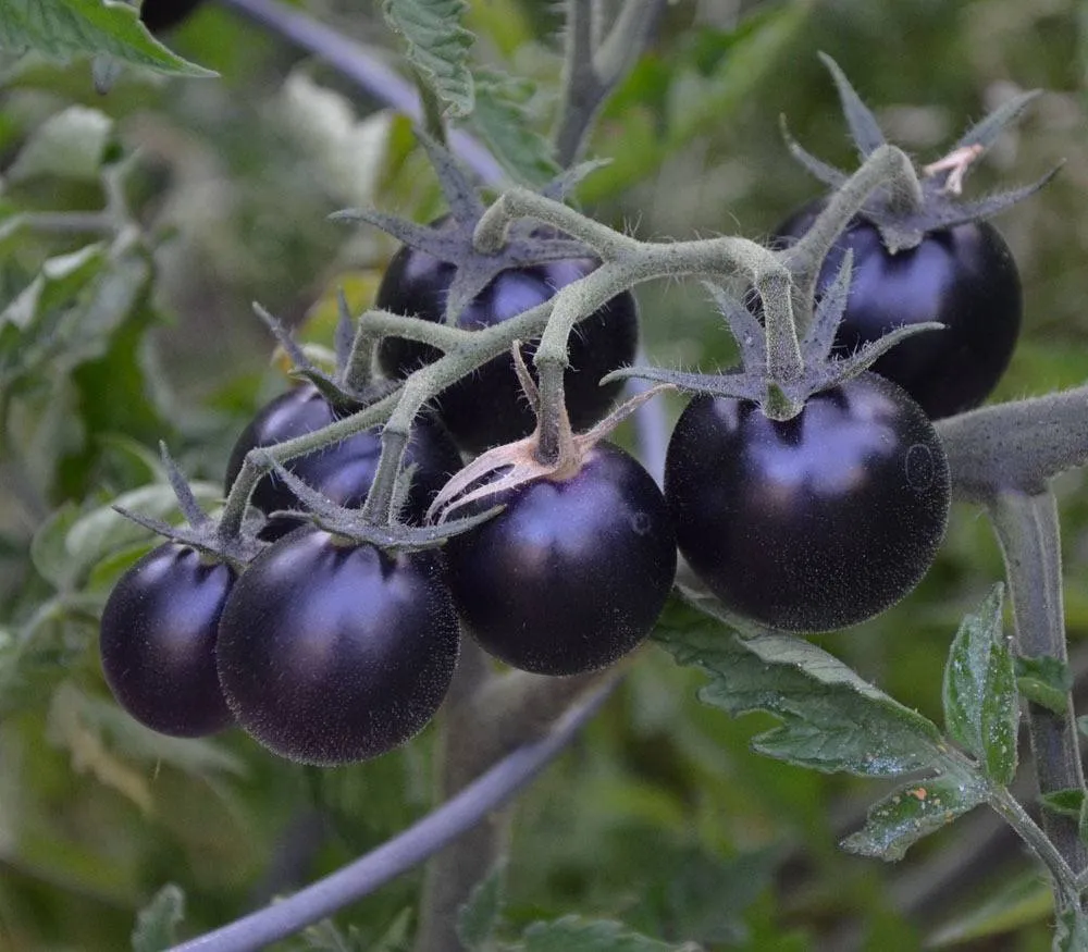 Graines biologiques reproductibles de Tomate "Dancing with smurfs" - Pensez Sauvage