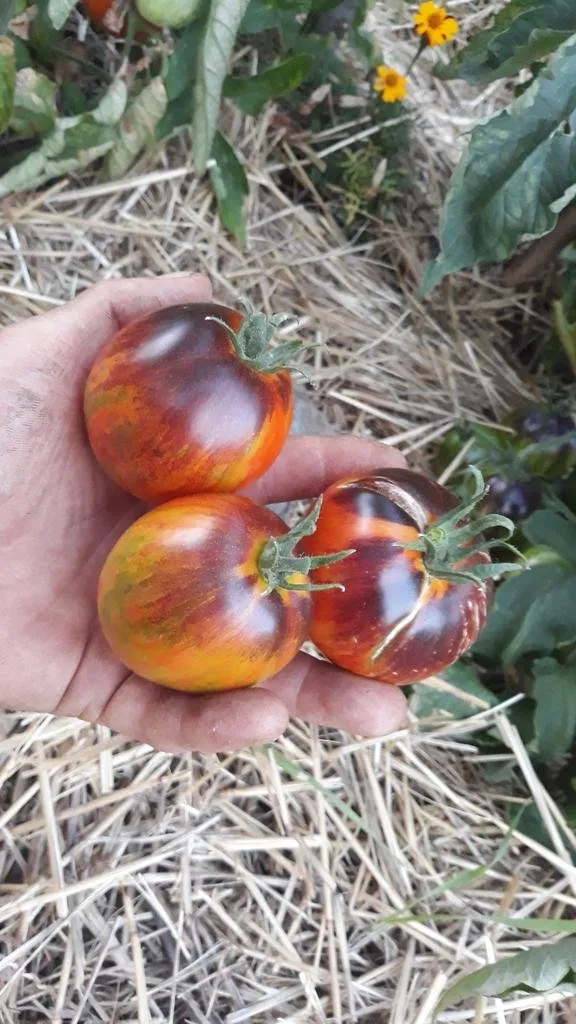 Graines biologiques reproductibles de Tomate "Dark Tiger" - Pensez Sauvage