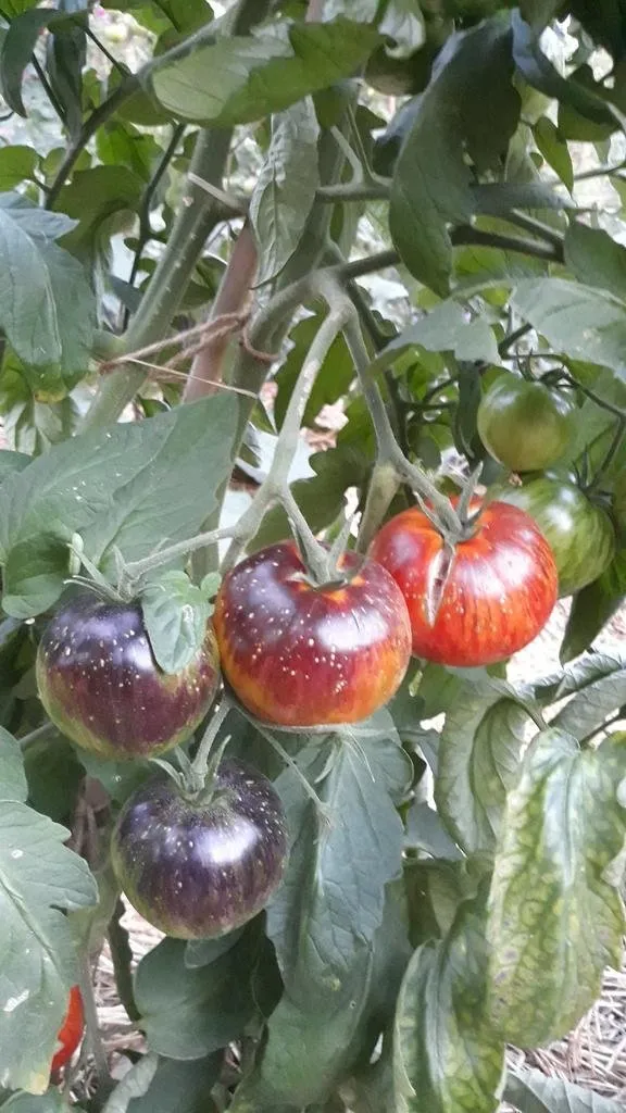 Graines biologiques reproductibles de Tomate "Dark Tiger" - Pensez Sauvage