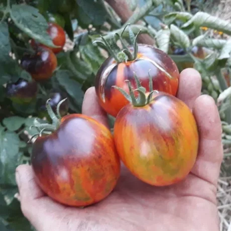 Graines biologiques reproductibles de Tomate "Dark Tiger" - Pensez Sauvage