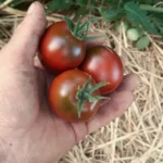 Tomate "De Berao Black"