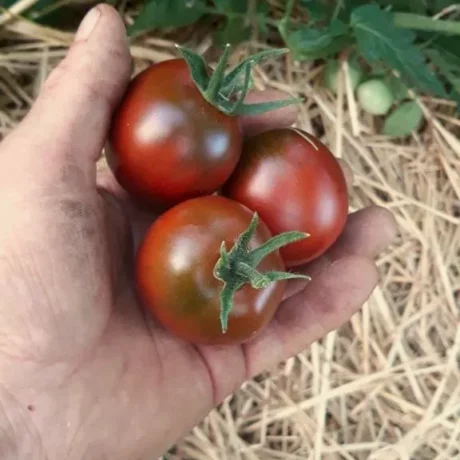 Graines biologiques reproductibles de Tomate "De Berao Black" - Pensez Sauvage