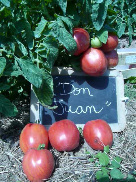 Graines biologiques reproductibles de Tomate "Don juan" - Pensez Sauvage