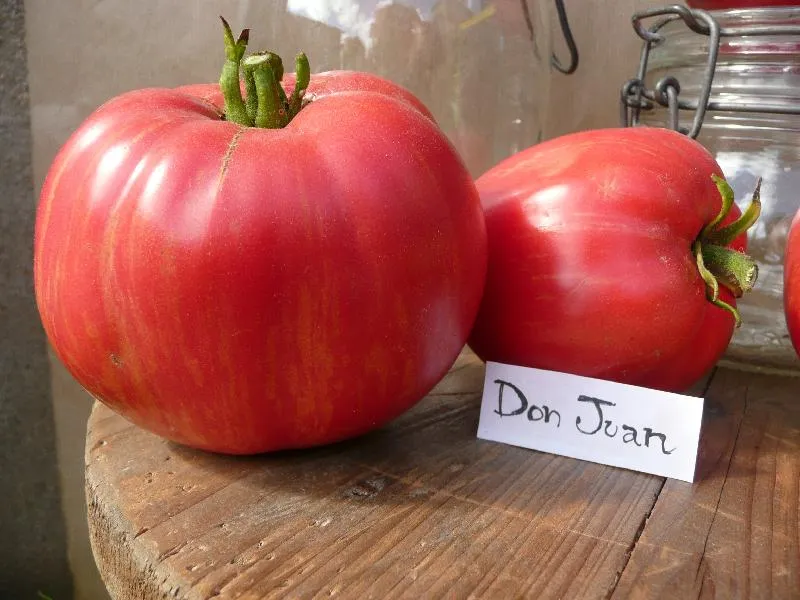Graines biologiques reproductibles de Tomate "Don juan" - Pensez Sauvage