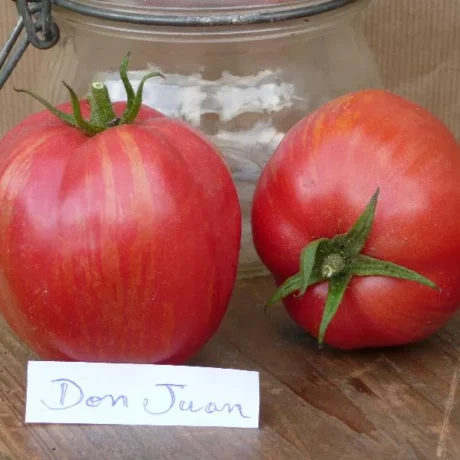Graines biologiques reproductibles de Tomate "Don juan" - Pensez Sauvage