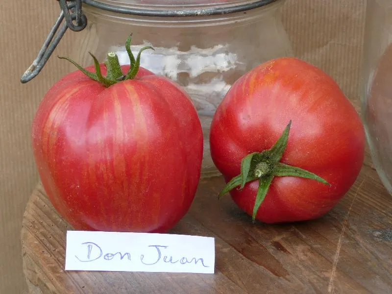 Graines biologiques reproductibles de Tomate "Don juan" - Pensez Sauvage