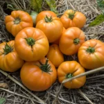 Tomate Dr Wyche's Yellow