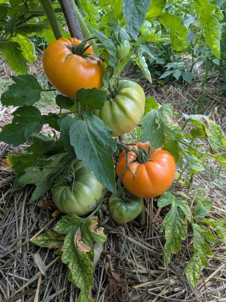 Un pied de tomate Dr Wytche's Yellow