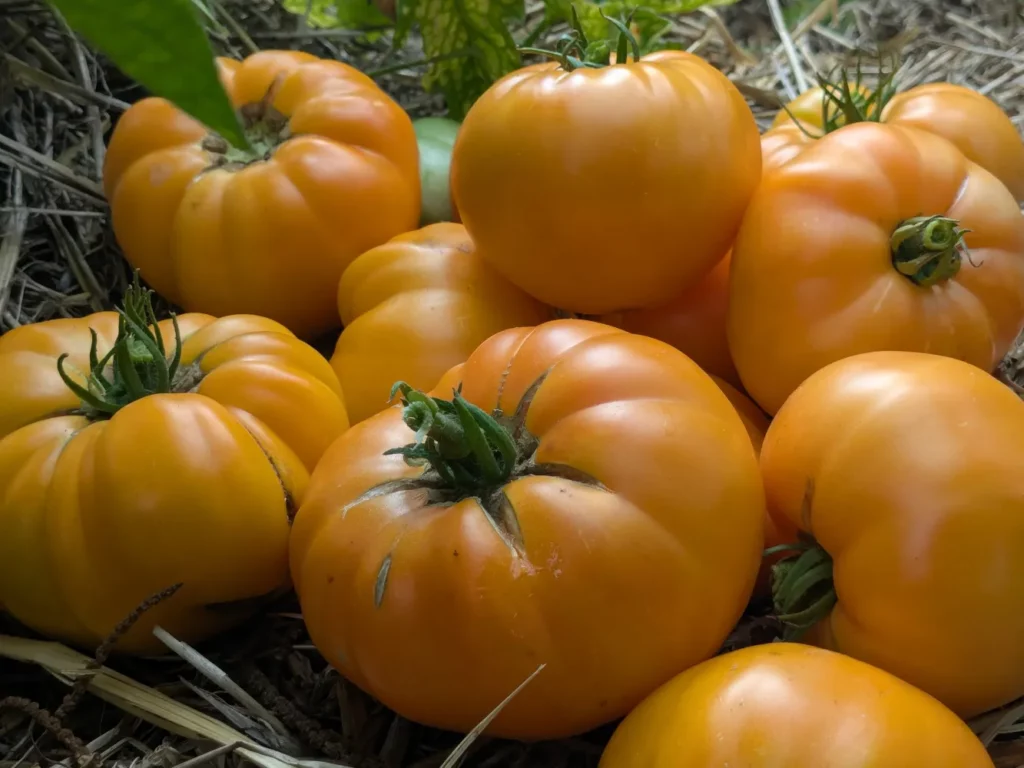 Un tas de tomates jaunes