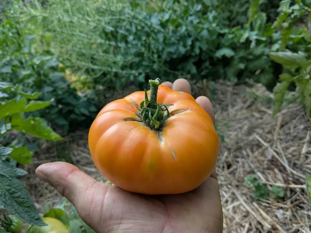 une tomate dans la main