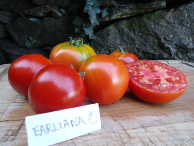 Graines biologiques reproductibles de Tomate "Earliana" - Pensez Sauvage