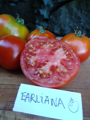 Graines biologiques reproductibles de Tomate "Earliana" - Pensez Sauvage