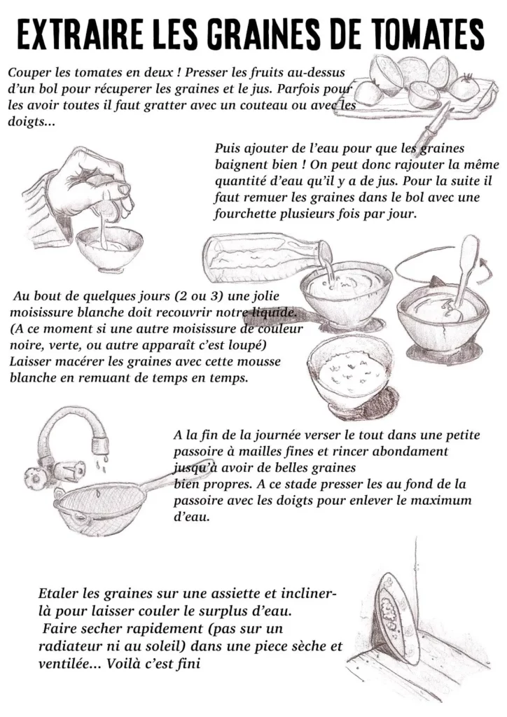Graines biologiques reproductibles de Tomate "early cherry" - Pensez Sauvage