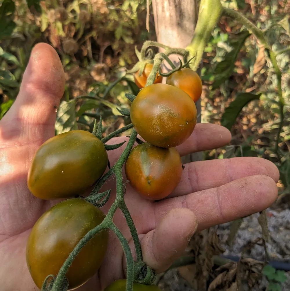 nous sommes dans un potager, un jardinier tient une grappe de tomate dans sa paume de main, les tomate sont verte_bronze