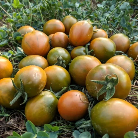 un tas de tomate cerise dans la pelouse, elles sont verte-bronze et paraissent très apetissante