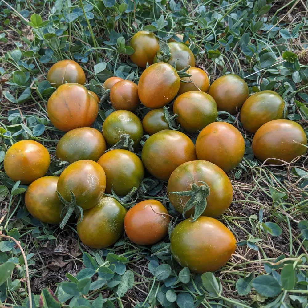 Nous voyons un tas de tomate cerise posées dans l'herbe, elle donnent envie de les manger
