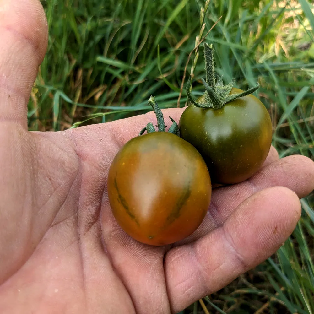 La main d'un individu tient deux tomate de la variété Evil Olive