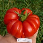 Tomate "Florentine"