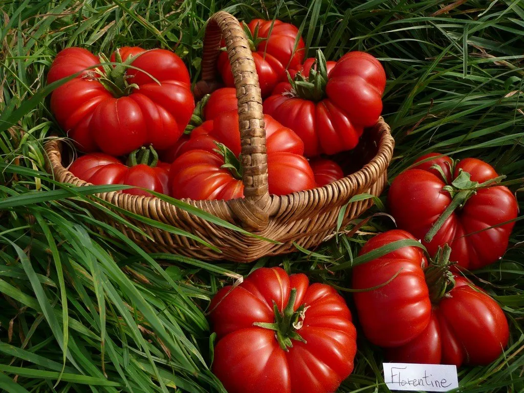 Semences biologiques et reproductibles de tomate florentine