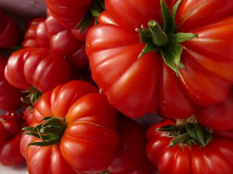 graines biologiques de tomate Costolututo Fiorentino