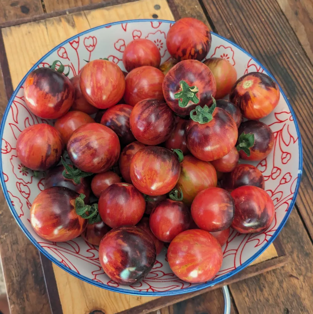 Un beau saladier de tomate cerise aux couleurs surprenantes