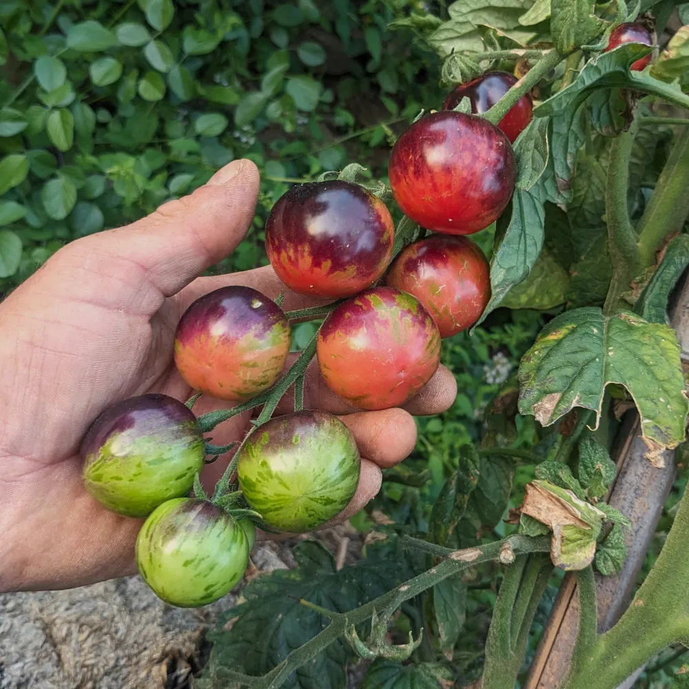 Une belle grappe de tomate black strawberry, sur le pied. Les tomates ne sont pas toutes mures