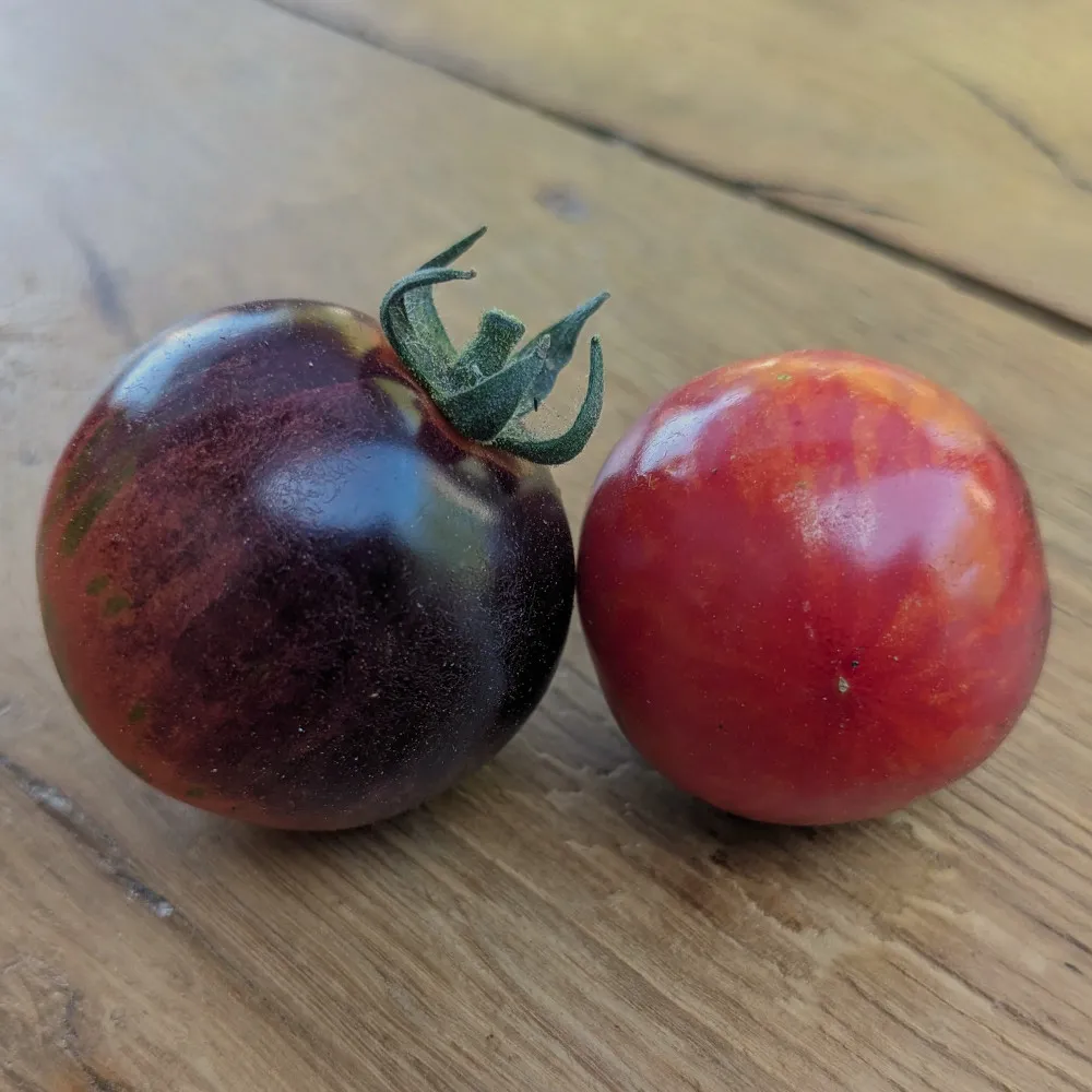 Deux tomates sur une planche de bois vernis