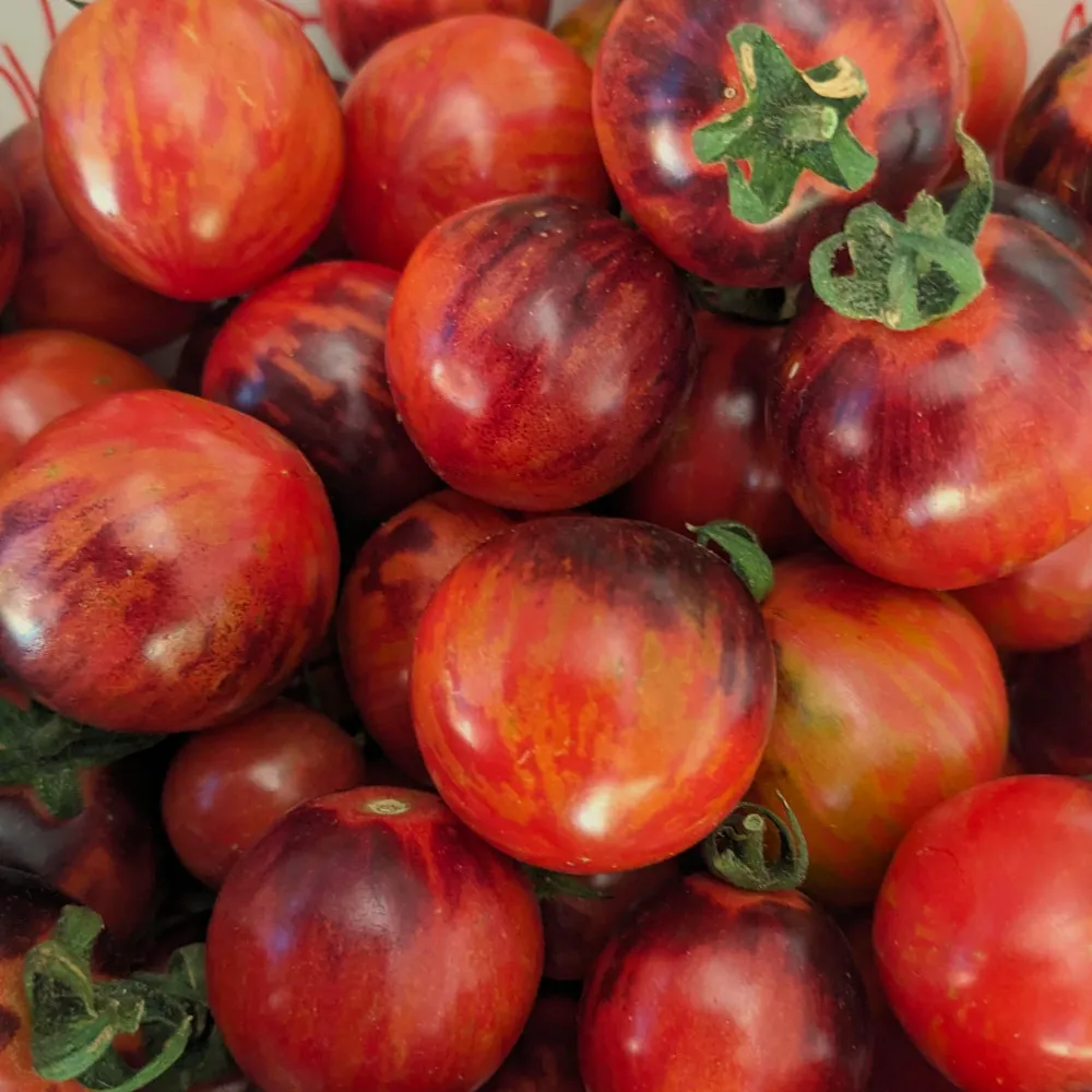 L’image montre une collection de tomates aux teintes variées de rouge et de jaune. Certaines tomates présentent un dégradé de jaune en haut vers le rouge en bas, et quelques-unes ont encore leurs tiges vertes attachées. Les tomates sont étroitement regroupées, remplissant tout le cadre de l’image.