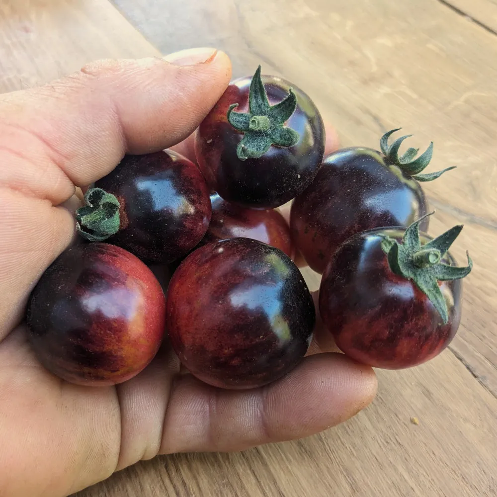 Une belle poignée de tomate Black Strawberry dans la main d'un jardinier