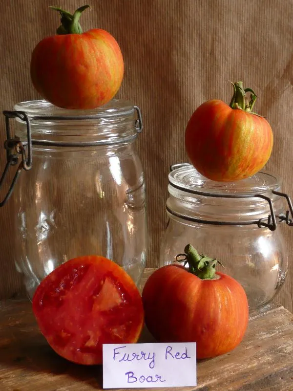 Graines biologiques reproductibles de Tomate "Furry red boar" - Pensez Sauvage