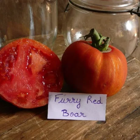 Graines biologiques reproductibles de Tomate "Furry red boar" - Pensez Sauvage