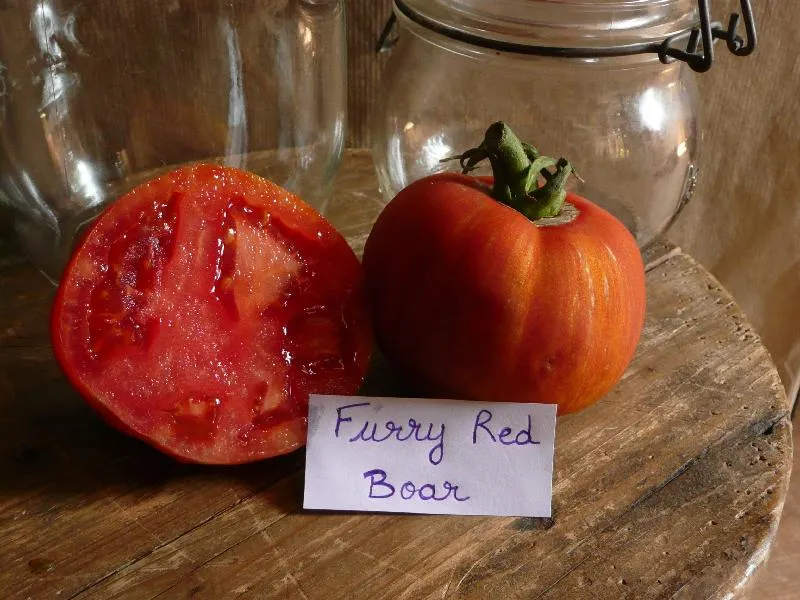 Graines biologiques reproductibles de Tomate "Furry red boar" - Pensez Sauvage