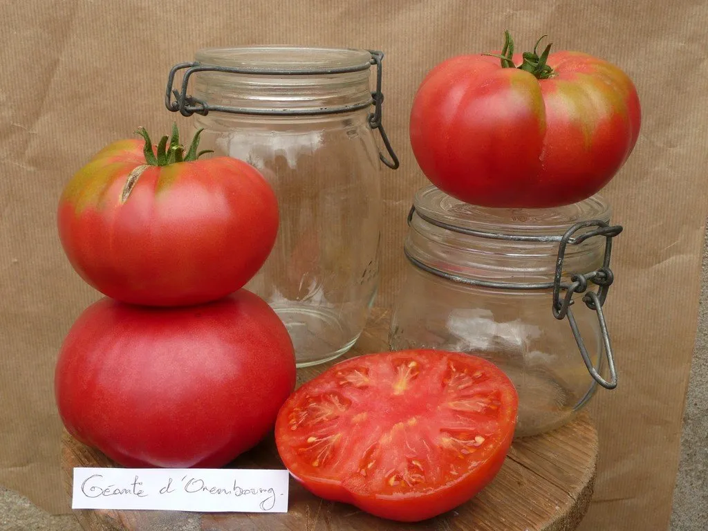 graines biologiques et reproductibles de tomate géante d'Orembourg
