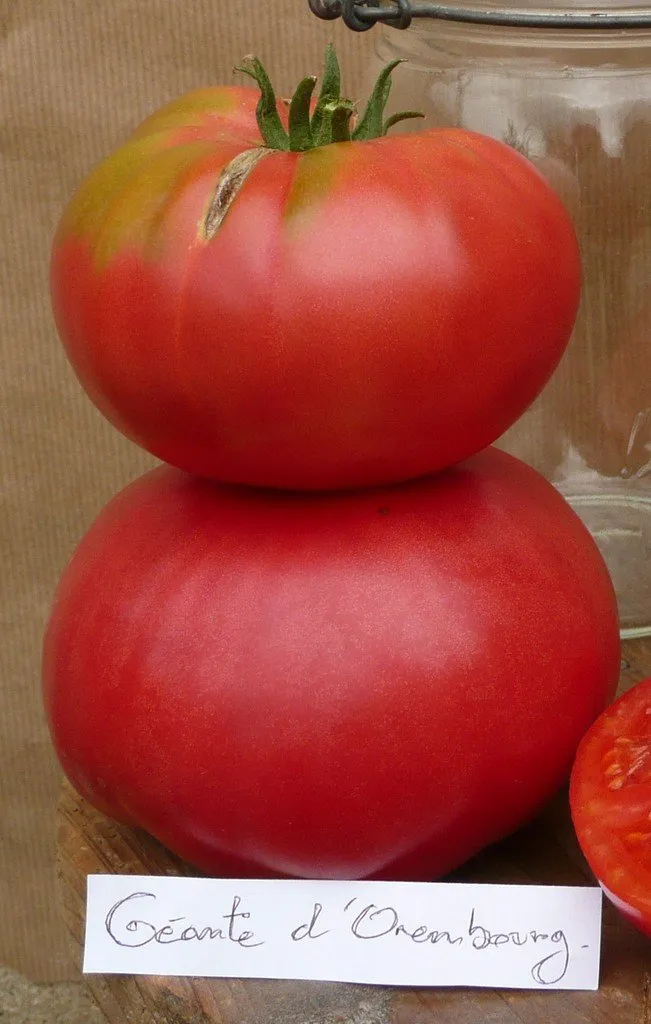 graines bio de tomate géante d'Orembourg