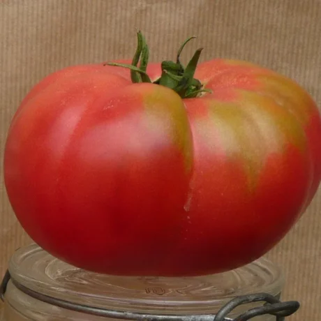 Semences biologiques et reproductibles de tomate geante d'Orembourg