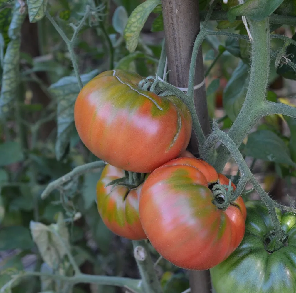 L'image montre des pied de tomate avec ses fruits il sagit de la géante d'Orembourg
