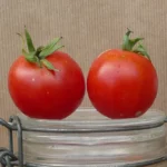 Tomate "Glacier"
