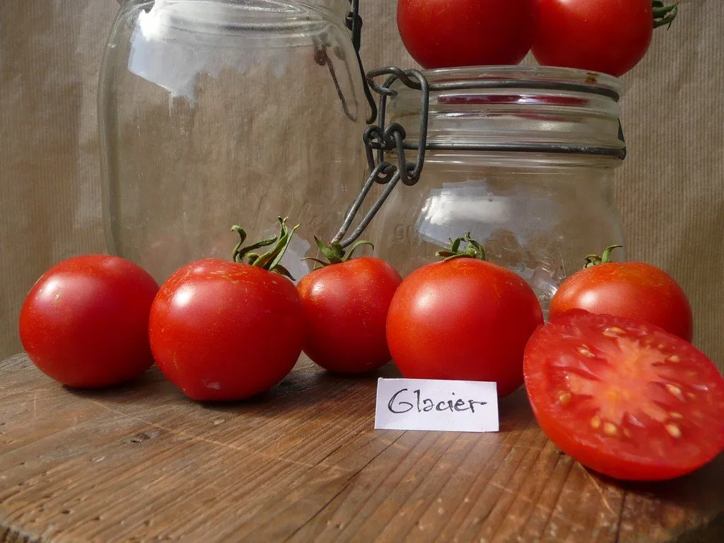 graines bio de tomate glacier