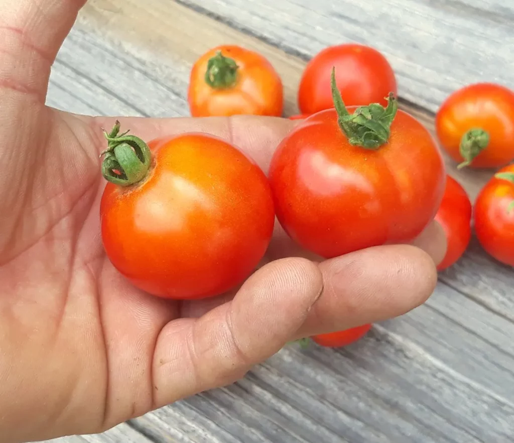 graines bio de tomate glacier op